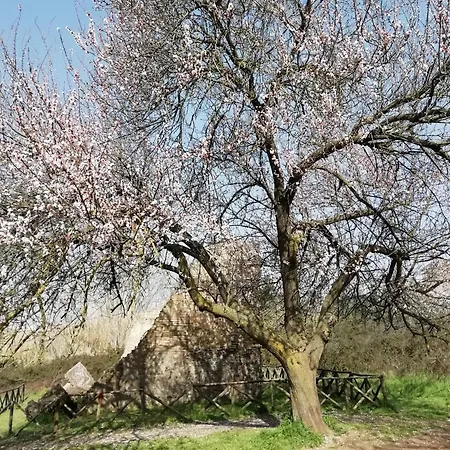 Gioia Di Róma